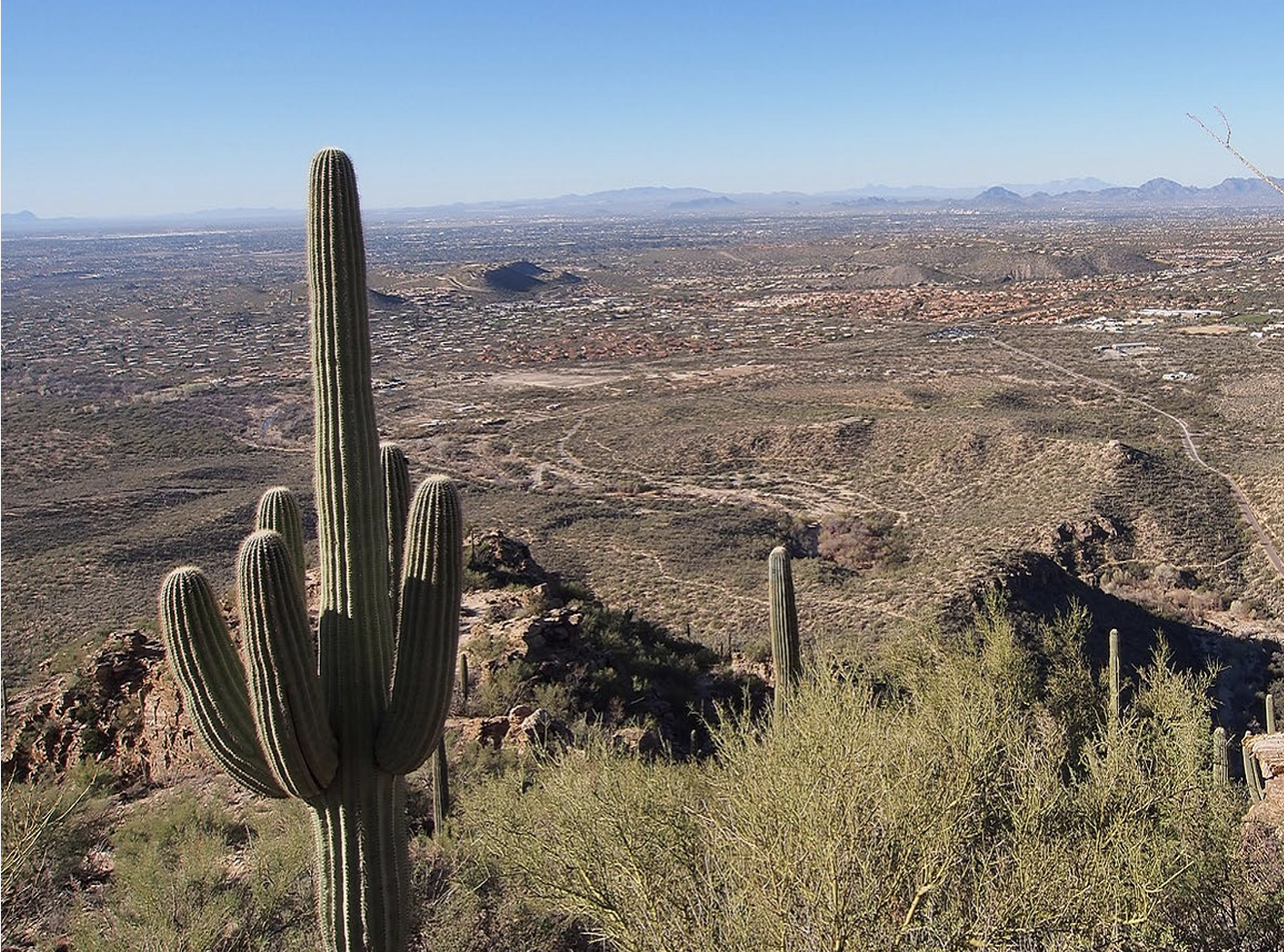 Cactus in foreground on a mountain with city development in the background